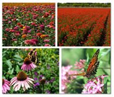 Free Wildflower Reference Guide and Seed Catalog