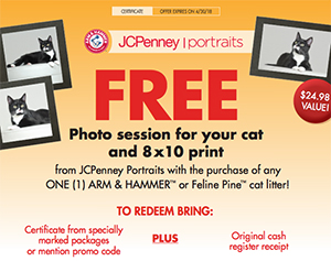 Free Photo Session For Your Cat