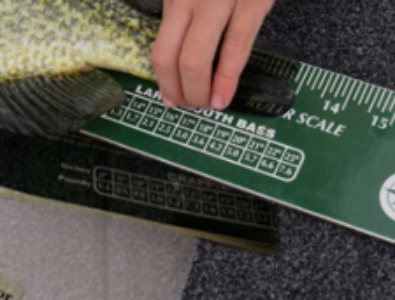 Free Fish Ruler & Info Packet - WI, ND, SD, IA, IL, MN Only