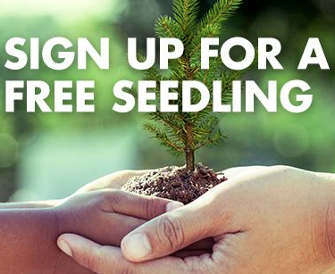 Free Tree Seedling