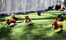 FREE Dog Event WESTWORLD Scottsdale - INDOORS!