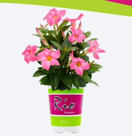 Free Rio Dipladenia